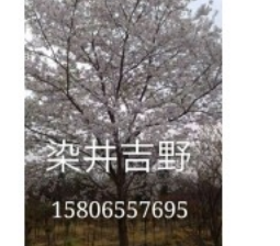 山东樱花基地|5公分樱花