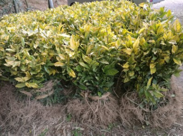 2017.3.15发布黄金芽信息图2