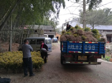 2017.3.15发布黄金芽信息图3