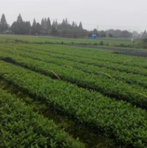 供应茶苗图2