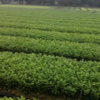 供应茶苗