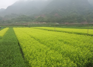 供应特种茶：黄金芽图2