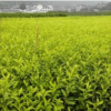 供应特种茶：黄金芽
