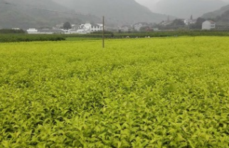 供应特种茶：黄金芽图3