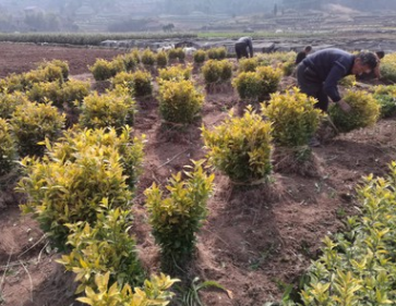 白化茶黄金白茶图3