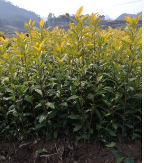 白化茶黄金白茶图2