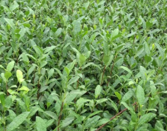 龙井系列 中茶108 香型茶叶图2