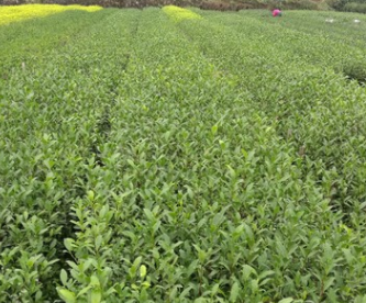 龙井系列 中茶108 香型茶叶图3