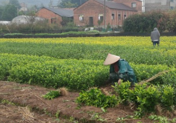 茶苗水晶茶，