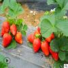 批发桃熏草莓苗 现场看苗可以提供种植指导品质保障草莓苗
