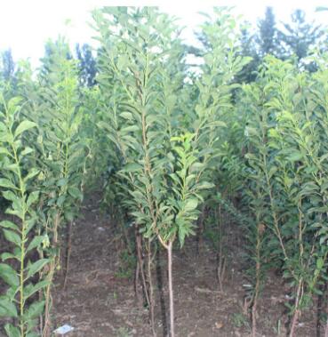基地直销适合南北方种植的秋姬李树苗