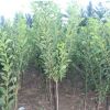 基地直销适合南北方种植的秋姬李树苗