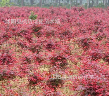 本苗圃 低价出售 红枫 嫁接红枫 日本红枫 小苗 品种纯正 包成活