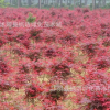 本苗圃 低价出售 红枫 嫁接红枫 日本红枫 小苗 品种纯正 包成活