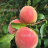 果树苗 桃树苗 五月红桃 五月红桃树苗 早熟 嫁接苗 半离核 高产