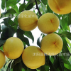 优质果树苗 桃树苗 黄桃苗 黄桃树苗 锦绣黄桃苗 新品种 甜多酸少