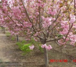 山东青岛大量供应高杆樱花100万株,和其它速生樱花，速生樱花苗嫁接苗,自产自销