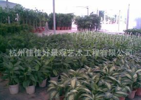 杭州佳佳好景观艺术工程有限公司大量提供优质花木盆景租摆0.5元
