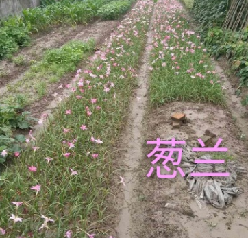 葱兰 绿化圃批发基地 水生植物 水生花卉 花卉木 绿化木图2