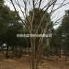 实生无患子/多杆实无患子树低价供应