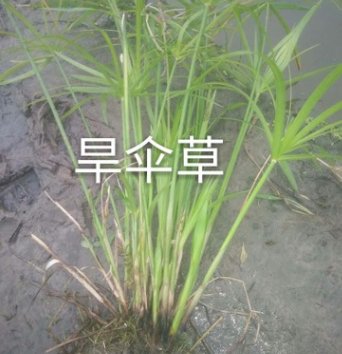 旱伞草.绿化木.基地直销各种规格水生植物绿化工程用.风车草