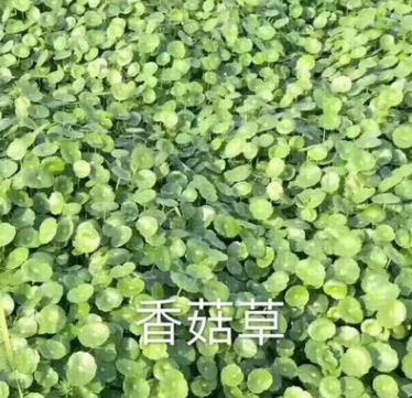 香菇草.水生植物绿化工程用各种规格水生植物.批发.零售图3