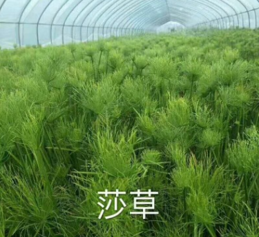 香菇草.水生植物绿化工程用各种规格水生植物.批发.零售图2