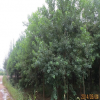 大量优质乌桕供应