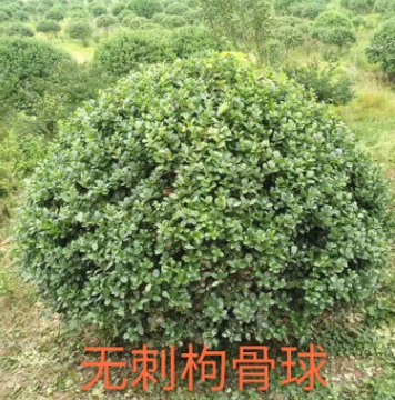 无刺构骨球 萧山 灌木花卉 园林绿化 常绿乔木 水生植物 水生花卉