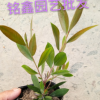 红千层 灌木花卉 园林绿化 常绿乔木 水生植物 水生花卉