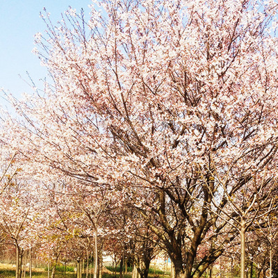 产地直销樱花绿化风景树 染井吉野樱花 乔木 樱花产地 樱花