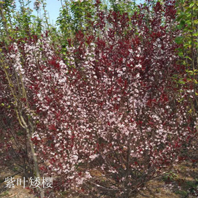 专业种植落叶灌木紫叶矮樱园林绿化观赏苗木 矮樱 丛生大紫叶李