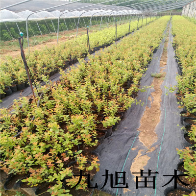 蓝莓新品种批发 蓝莓树一棵多少钱 蓝丰 M7 当年挂果 产量高