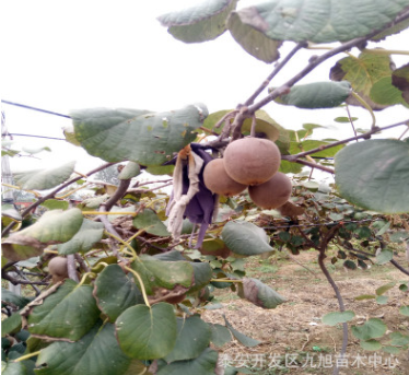 猕猴桃树北方种植品种批发 泰山一号 红阳 金艳 徐香 高产易成活