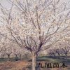 樱花树 大量批发樱花树苗 樱花树价格 2-15公分樱花树