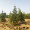云杉树 基地直销 规格齐全 树形优美 量大优惠 云杉树现货出售