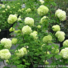 供应绿化苗木优质绣球八仙花 木绣球 大量批发 价格实惠