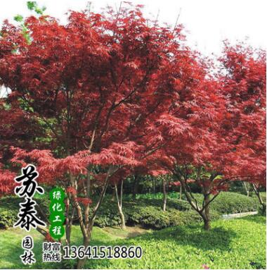 批发美国红枫小苗中国红枫树苗 日本红枫苗国产红枫盆景基地 批发美国红枫小苗中国红枫树苗 日本红枫苗国产红枫盆景基地