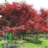 批发美国红枫小苗中国红枫树苗 日本红枫苗国产红枫盆景基地