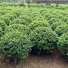 鄢陵秋锋园林基地直销丛生大叶女贞球 规格齐全 品质优 自产自销