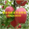 山东果树基地出售红富士苹果树，各种早中晚熟苹果树华硕苹果树苗