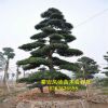 面向全国出售黑松树苗 批发零售山东黑松苗 黑松苗. 量大从优.