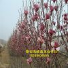 基地出售玉兰树 玉兰树价格 黄玉兰树现挖现卖 成活率高