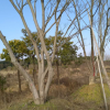 丛生朴树，香樟，造型树，红叶石楠球，大紫薇，广玉兰、红叶李，国槐，海桐球，桂花，红梅，丛生紫薇供应/丛生朴树，香樟，造型树，红叶石楠球，大紫薇，广玉兰、红叶李，国槐，海桐球，桂花，红梅，丛生紫薇图片