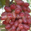 种植基地 出售红乳葡萄苗 糖度高 耐储运 欢迎来电洽谈【图】