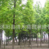 苗圃批发供应水杉行道树 落叶乔木工程绿化苗木 量大优惠