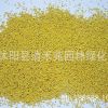 批发进口草种 三叶草草种 白三叶草籽 发芽率高 货到付款