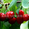 批发果树苗 早大果樱桃果苗 滋润皮肤 果树种植基地
