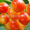 种植基地供应大量新品友谊樱桃苗 可盆栽果树苗 大苗成活85%