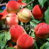 山东 果树基地 供应 水蜜桃树苗 嫁接桃树苗 规格齐全